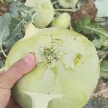 丕蓝疙瘩大量上市产地直发一手货源保质保量