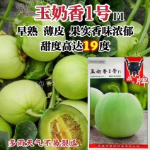鼎牌甜瓜种子超甜玉奶香1号甜瓜种子早熟薄皮甜度高耐裂香甜