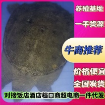 甲鱼批发成品甲鱼生态甲鱼甲鱼养殖基地一手货源价格实惠