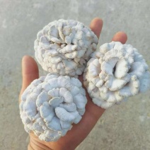 云南基地直供白参菌，片参朵参大量现货供应