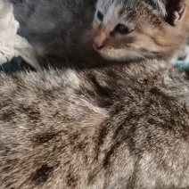 宠物猫