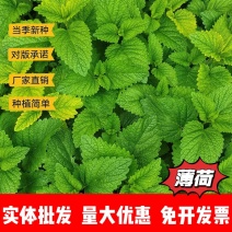 薄荷厂家货源批发价格全国发货价格便宜欢迎下单咨询