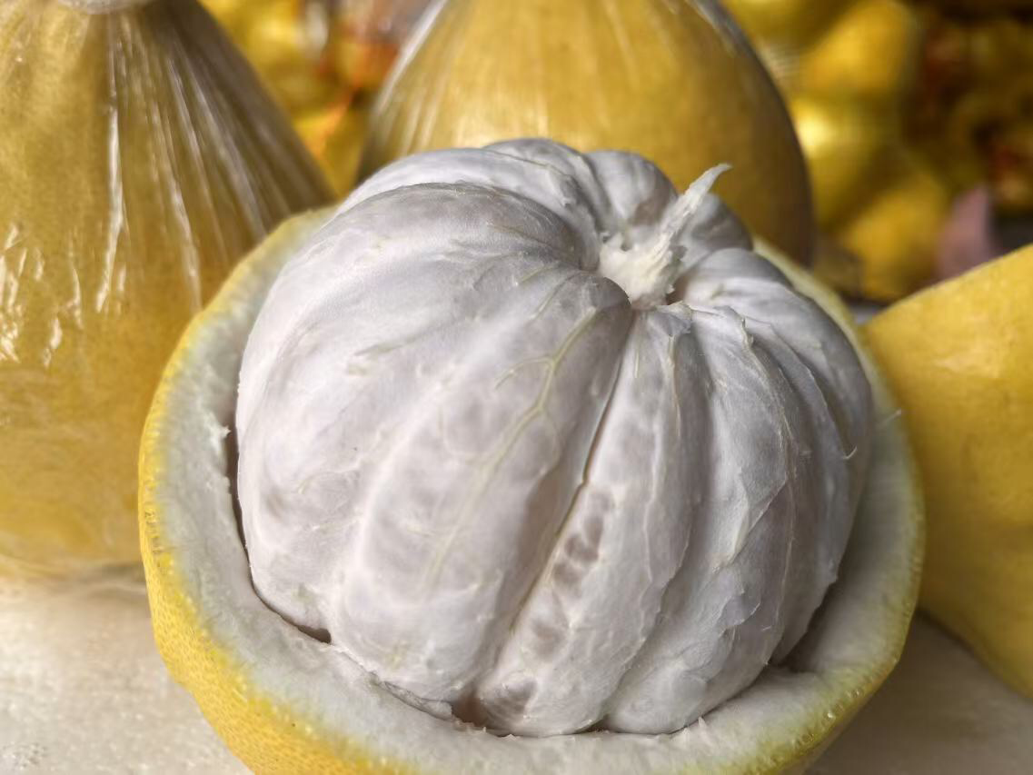 一个新鲜的沙田柚被横向切开,清晰展示其外果皮的金黄色蜡质表面、中间厚厚的白色海绵层(中果皮)以及内部排列整齐的果肉瓣。旁边配有标注线分别指向‘外果皮’、‘中果皮’、‘果肉’,用于说明沙田柚皮的解剖结构 沙田柚剖面图展示果皮结构