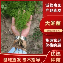 广西良种长径大天苳苗天冬苗批发优质高产基地直销