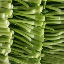 广东菜心