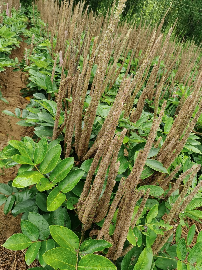 广西石参根批发,石参根干货,石参根一手货源批发,石参根汤