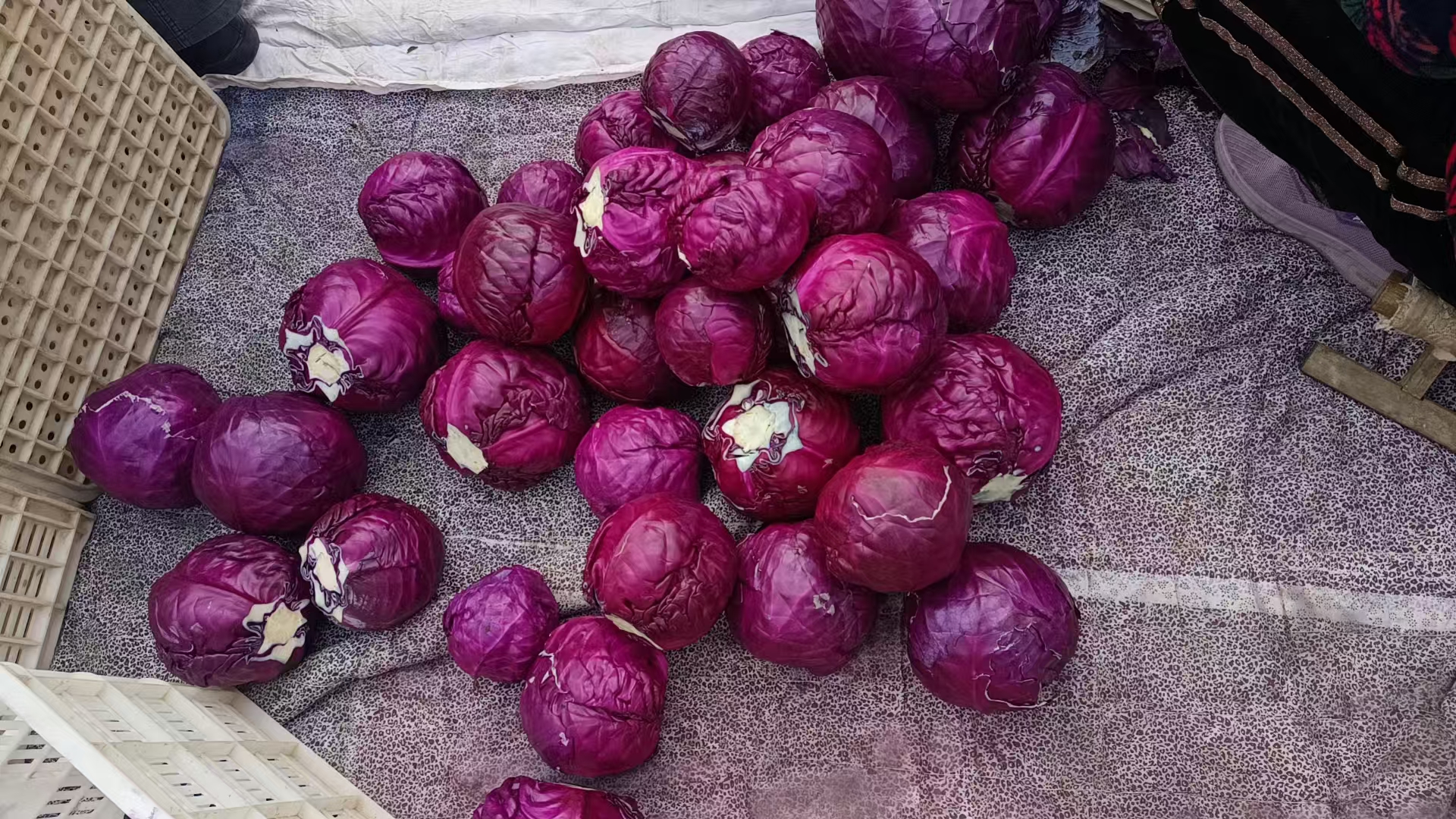 一个明亮的超市蔬菜区,货架上并列摆放着多个青绿色的青甘蓝和深紫色的紫甘蓝,标签清晰标注‘卷心菜’和‘紫甘蓝’,背景有顾客选购的身影 超市货架上整齐摆放的青甘蓝和紫甘蓝