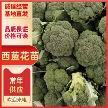 寒秀西蓝花苗绿花菜苗存活率高可视频看货