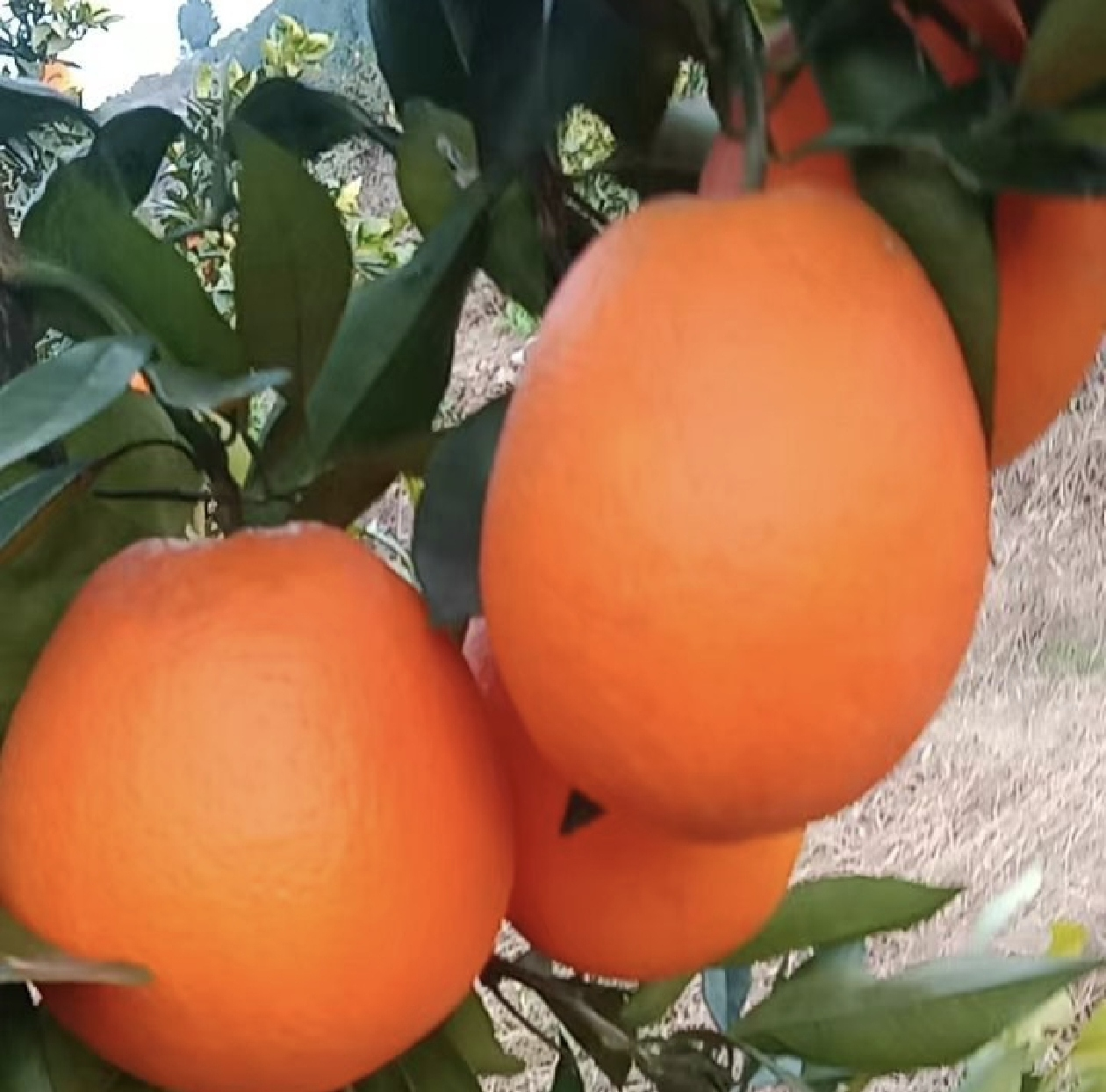 纽荷尔脐橙果园