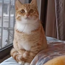 猫咪