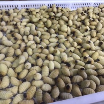 冰虫发货