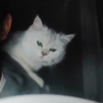 宠物猫