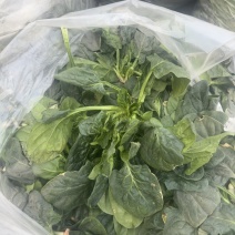 刚出土的菠菜。（河南，商丘）