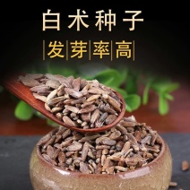 白术种子2025年纯新改良白术籽产新上市河北安国