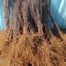 山东省育苗基地：优质苹果粘木一甜茶苗苗圃地