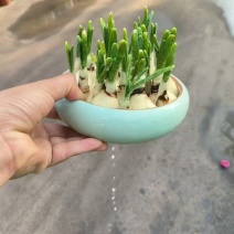 水仙花精品优质水仙