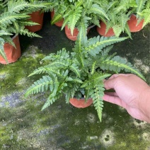 精品冬青蕨优质冬青蕨基地