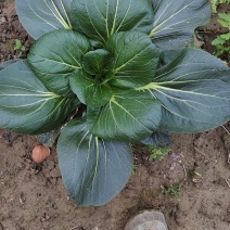 如皋正宗霜冻黑塌菜