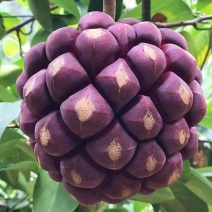 云南龙血果深山黑老虎鲜果茶独立包装养生茶一件代发包邮