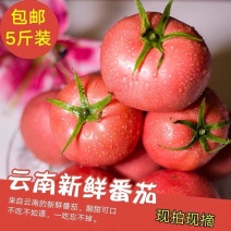 云南露天沙瓤西红柿自然熟有籽现摘2-10斤新鲜蔬菜高原种