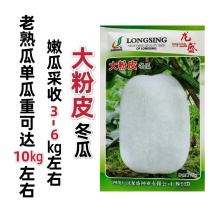 大粉皮冬瓜种子白皮冬瓜种子有白色蜡粉粉皮大冬瓜种子10克