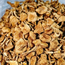 滑子蘑大片多少有点根东北土特产铁锅炖食材味道鲜美无添加