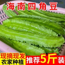 海南四角豆蔬菜新鲜当季时令龙角豆皇帝豆四季豆四棱豆整箱包