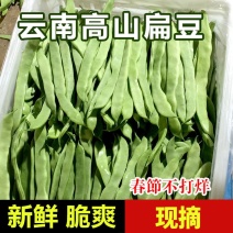 云南现摘扁豆绿扁豆当季扁豆现摘新鲜蔬菜产地直发包邮