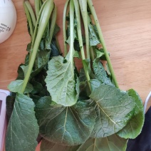 黑苔菜