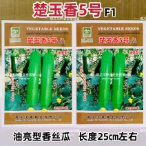 楚玉香5号丝瓜种子早熟一代杂交种油亮型丝瓜种子短棒香丝瓜