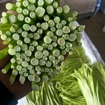 云南精品芦蒿种植批发