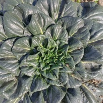 如皋黑塌菜