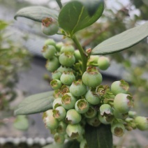 蓝莓