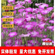 麦仙翁厂家货源批发价格全国发货价格便宜欢迎下单咨询
