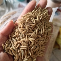 25年精品2晚黄花粘香稻5298入库加工欢迎合作共赢！