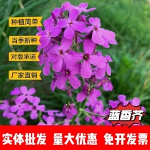 蓝香芥厂家货源批发价格全国发货价格便宜欢迎下单咨询