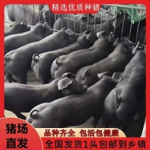 正宗国寿黑母猪正宗一代美系黑杜种公猪繁殖黑母猪原种一代母