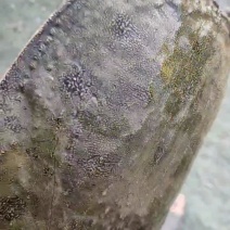 生态纯外塘冷水四年甲鱼
