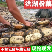 【现挖现发】湖北洪湖粉藕新鲜煲汤藕青泥巴藕面藕炖汤粉糯莲