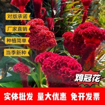 鸡冠花厂家货源批发价格全国发货价格便宜欢迎下单咨询