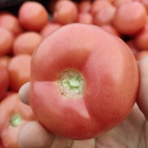 山东菏泽定陶黄店西红柿大量现货电商超市市场都有