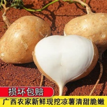 广西凉薯现挖新鲜蔬菜水果农家自种白地瓜豆薯番薯1/3/5