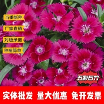 五彩石竹厂家货源批发价格全国发货价格便宜欢迎下单咨询