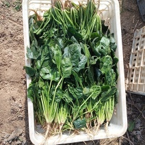阜阳市颍泉区菠菜***********