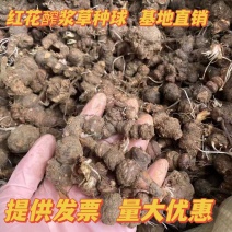红花醡浆草种球多年生耐寒植物园林绿化苗花期长四季开花