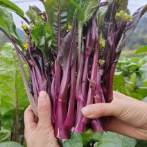 贵州高原精品红菜苔