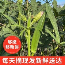 (农场现摘现卖)秋葵新鲜蔬菜鲜嫩当季秋葵批发羊角豆1斤5
