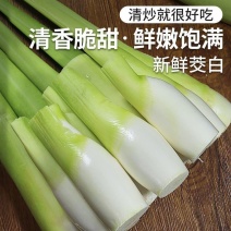 新鲜茭白特价冬笋时令蔬菜茭白现挖竹笋火锅配菜高瓜水笋高笋