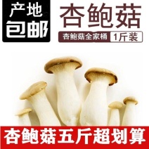 杏鲍菇新鲜鸡腿菇火锅料理绿色蘑菇产地直发包邮一件代发