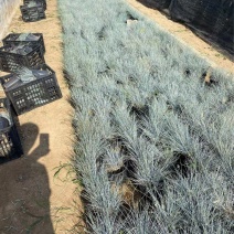 精品蓝羊茅加仑盆蓝羊茅基地自产自销